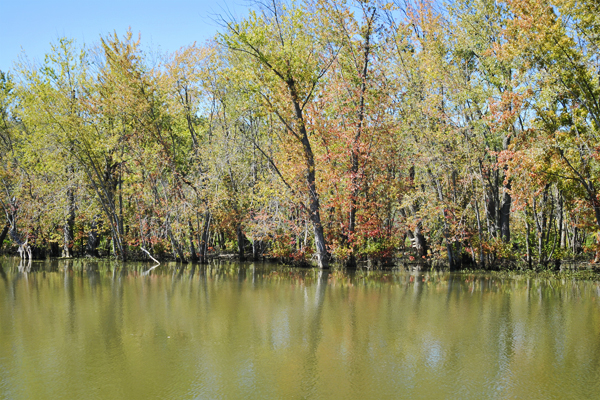 12_champlain_canal_swamp.jpg